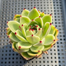 Echeveria 'Blue Dragon' 2" Succulent Plant
