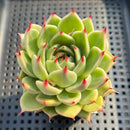 Echeveria 'Toscanelli' 3" Succulent Plant
