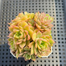 Echeveria sp. Cluster 2"-3" Succulent Plant