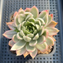 Echeveria 'Navillera' Variegated 2"-3" Succulent Plant