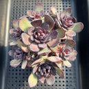 Echeveria 'Blood Mir' 4"-5" Cluster New Air Magic Hybrid Succulent Plant