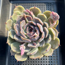 Echeveria 'Black Plum' 4"-5" Large Succulent Plant