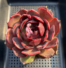 Echeveria 'Dark Maple' 4"-5" Large Succulent Plant
