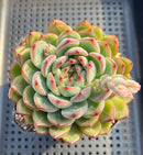 Echeveria 'Snowflake' 4" Succulent