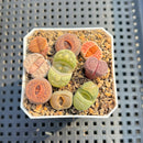 Collection of Lithops 2" Succulent Plant