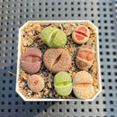 Collection of Lithops 2" Succulent Plant