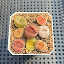 Collection of Lithops 2" Succulent Plant