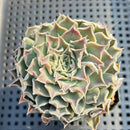 Echeveria 'Helena' 2" Succulent Plant