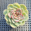 Echeveria 'Red Velvet' 2" Succulent Plant