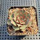 Echeveria Longissima var. aztatlensis 2" Succulent Plant