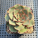 Echeveria Longissima var. aztatlensis 2"-3" Succulent Plant