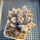 Sedeveria 'Blue Mist' (Sedum craigii x Echeveria affinis) 3"-4" Succulent Plant