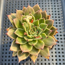 Echeveria 'Sarabony' 3"-4" Succulent Plant