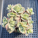 Echeveria 'White Snow' Variegated/Monstrose 3"-4" Succulent Plant