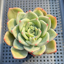 Echeveria 'White Champaign' 3" Succulent Plant