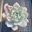 Echeveria 'Ivory' 3" Succulent Plant