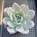 Echeveria 'Ivory' 3" Succulent Plant