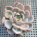 Echeveria 'Arpege' 2"-3" Succulent Plant