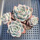 Echeveria 'Alba Beauty' 2" Cluster Succulent Plant