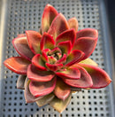 Echeveria 'Pine Rose' 3" Succulent Plant