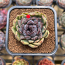 Echeveria 'Boracay' 2" Succulent Plant Cutting