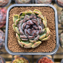 Echeveria 'Boracay' 2" Succulent Plant Cutting