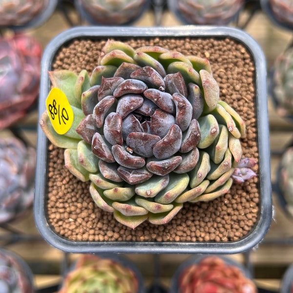 Echeveria 'Boracay' 2