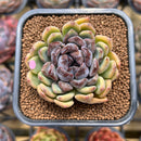 Echeveria 'Boracay' 2" Succulent Plant Cutting