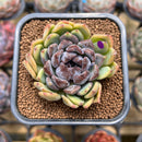Echeveria 'Boracay' 2" Succulent Plant Cutting