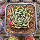 Echeveria Agavoides 'Black Cat' 2" Succulent Plant Cutting