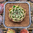 Echeveria Agavoides 'Black Cat' 2" Succulent Plant Cutting