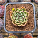 Echeveria Agavoides 'Black Cat' 2" Succulent Plant Cutting