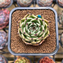 Echeveria Agavoides 'Black Cat' 2" Succulent Plant Cutting