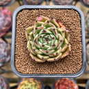 Echeveria Agavoides 'Black Cat' 2" Succulent Plant Cutting