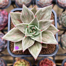 Echeveria 'Jade Star' Variegated Type A 2" Succulent Plant Cutting