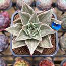 Echeveria 'Jade Star' Variegated Type A 2" Succulent Plant Cutting
