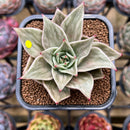 Echeveria 'Jade Star' Variegated Type A 2" Succulent Plant Cutting