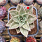 Echeveria 'Jade Star' Variegated Type A 2" Succulent Plant Cutting