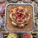 Echeveria 'Black Rose' 1"-2" Succulent Plant Cutting