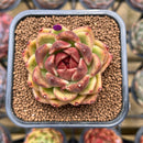 Echeveria 'Black Rose' 1"-2" Succulent Plant Cutting