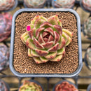 Echeveria 'Black Rose' 1"-2" Succulent Plant Cutting