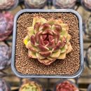 Echeveria 'Black Rose' 1"-2" Succulent Plant Cutting