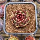 Echeveria 'Black Rose' 1"-2" Succulent Plant Cutting