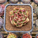 Echeveria 'Black Rose' 1"-2" Succulent Plant Cutting