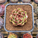 Echeveria 'Black Rose' 1"-2" Succulent Plant Cutting