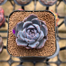 Echeveria 'White Soul' 2" Succulent Plant Cutting