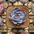 Echeveria 'White Soul' 2" Succulent Plant Cutting