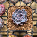 Echeveria 'White Soul' 2" Succulent Plant Cutting