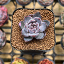 Echeveria 'White Soul' 2" Succulent Plant Cutting