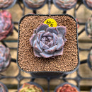 Echeveria 'White Soul' 2" Succulent Plant Cutting